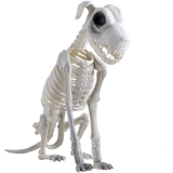 Halloween psí kostra